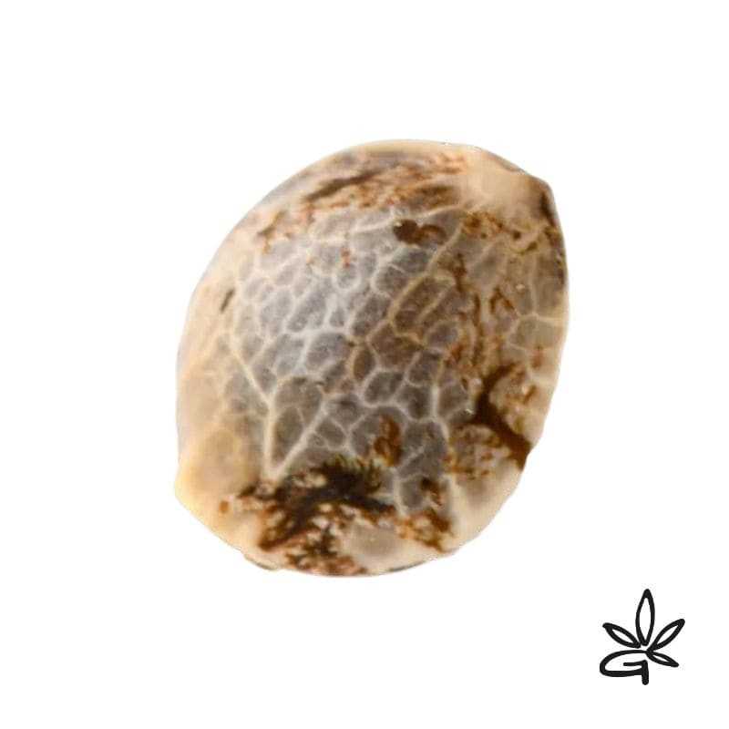 Senmbelek Cookie x5 - French Touch Seed