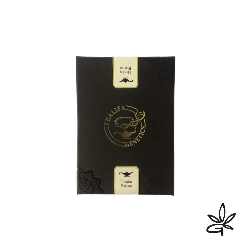 Limon blanco feminized x6 - khalifa Genetics