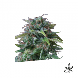 Oxus X5 - Exclusive seeds bank