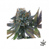 Perla negra x5 - Exclusive seeds bank