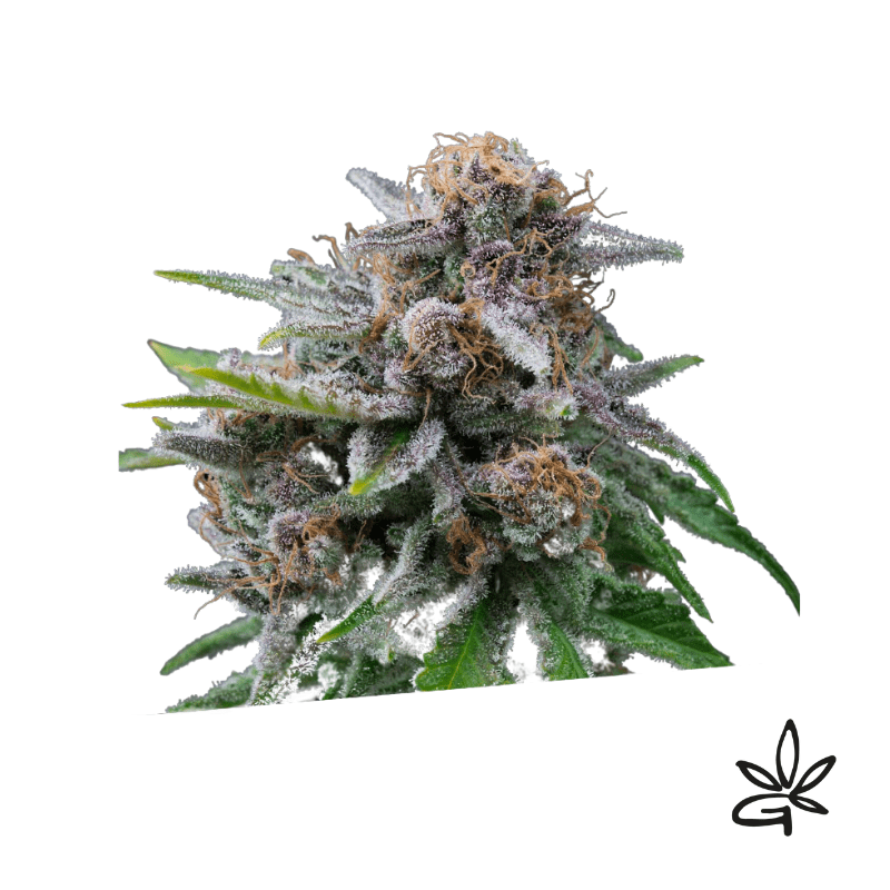 Maka sugary x5 - Exclusive seeds bank