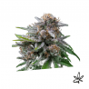 Maka sugary x5 - Exclusive seeds bank