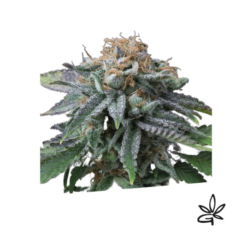 Cherry punch x5 - Exclusive seeds bank