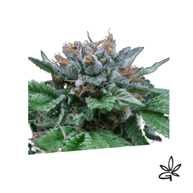 Big blue autox3 - Exclusive seeds bank