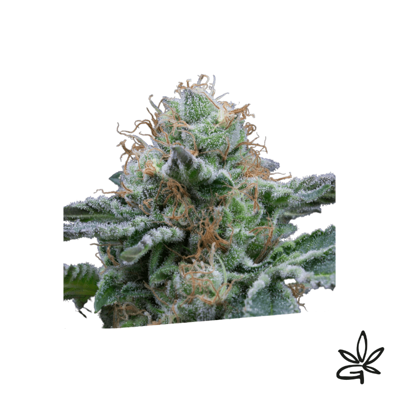 Tasty auto x3 - Exclusive seeds bank