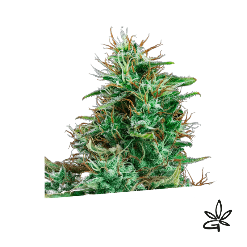 Bilberry auto x3 - Exclusive seeds bank