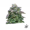 Mozar auto x3 - Exclusive seeds bank