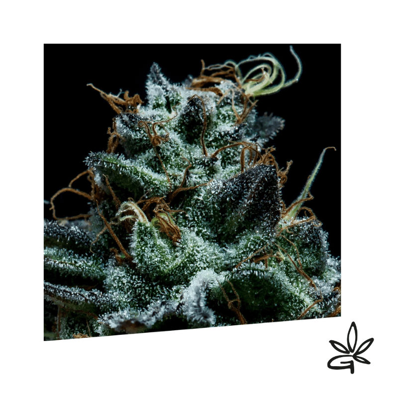 Gorilla Exclusive x5 - Exclusive seeds bank