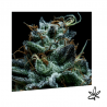 Gorilla Exclusive x5 - Exclusive seeds bank