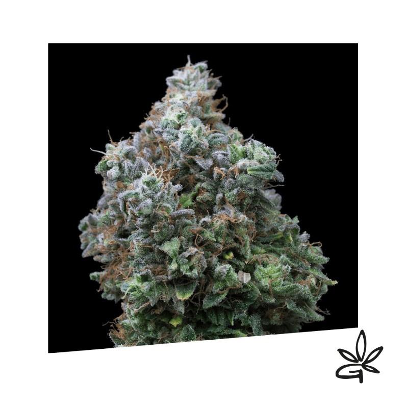 Bubba Kush x3 - Exclusive seeds bank