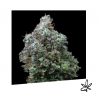 Bubba Kush x3 - Exclusive seeds bank