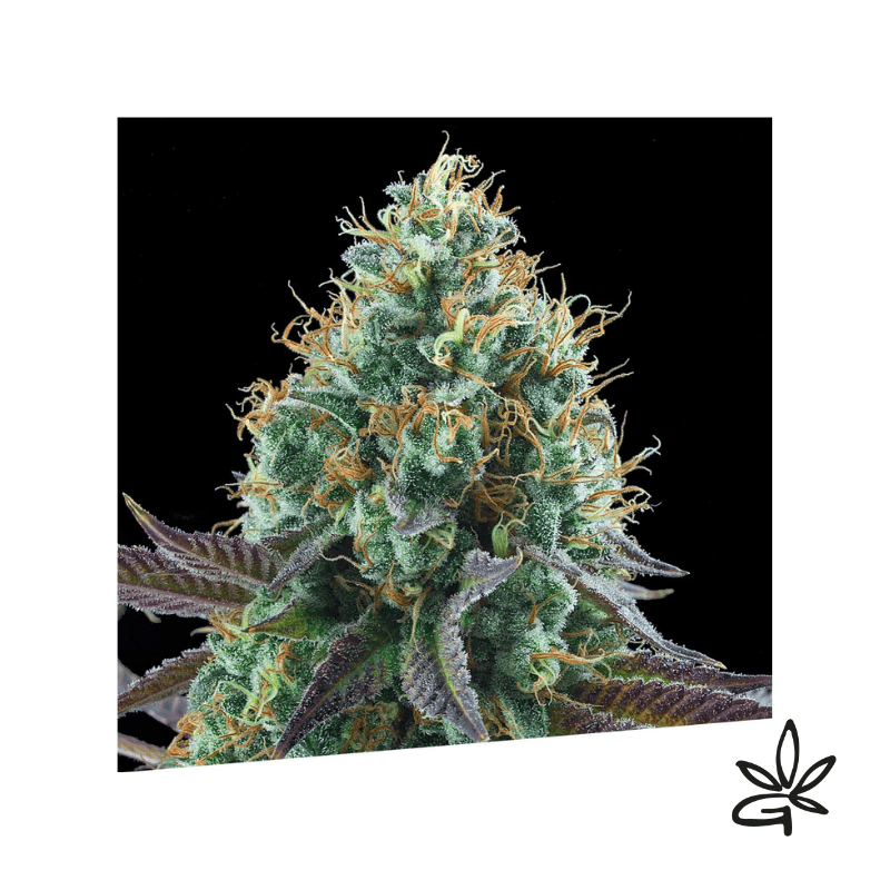 Gold Standard x3 - Exclusive seeds bank