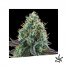 Gold Standard x3 - Exclusive seeds bank