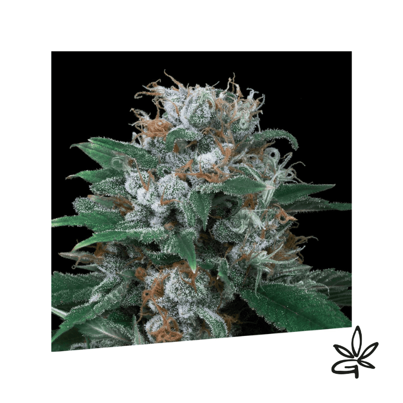 Critikal Auto x3 - Exclusive seeds bank