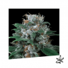 Critikal Auto x3 - Exclusive seeds bank