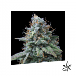 Nemo x3 - Exclusive seeds bank