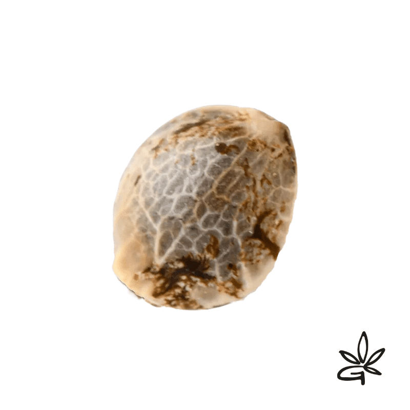 Respeto X5 - French Touch Seed