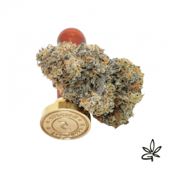 Respeto X5 - French Touch Seed