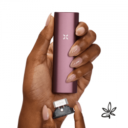 PAX Plus Elderberry - Pax