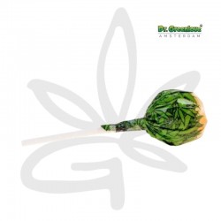 Sucette au cannabis Bubblegum x Orange Bud - Dr Greenlove
