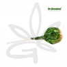 Sucette au cannabis Bubblegum x Orange Bud - Dr Greenlove