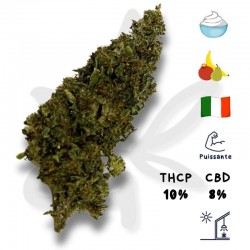 Mexicana Haze THCP + CBD