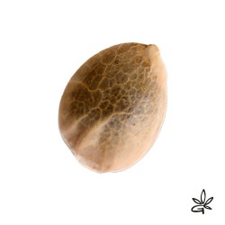 Sativa des rois X5 - French...