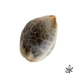 Douce nuit X5 - French...