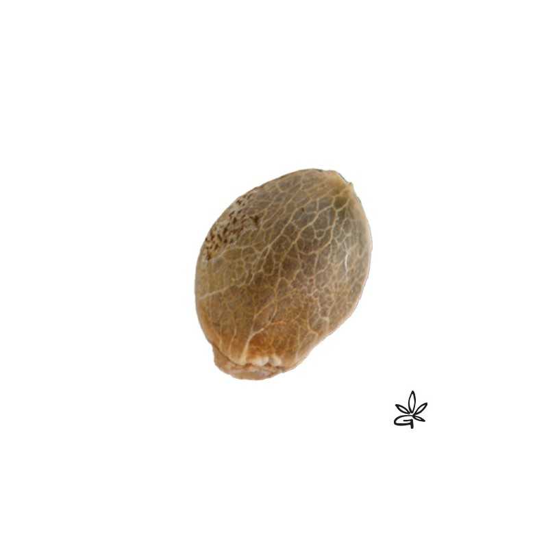 Frencheese X3 - French Touch Seed