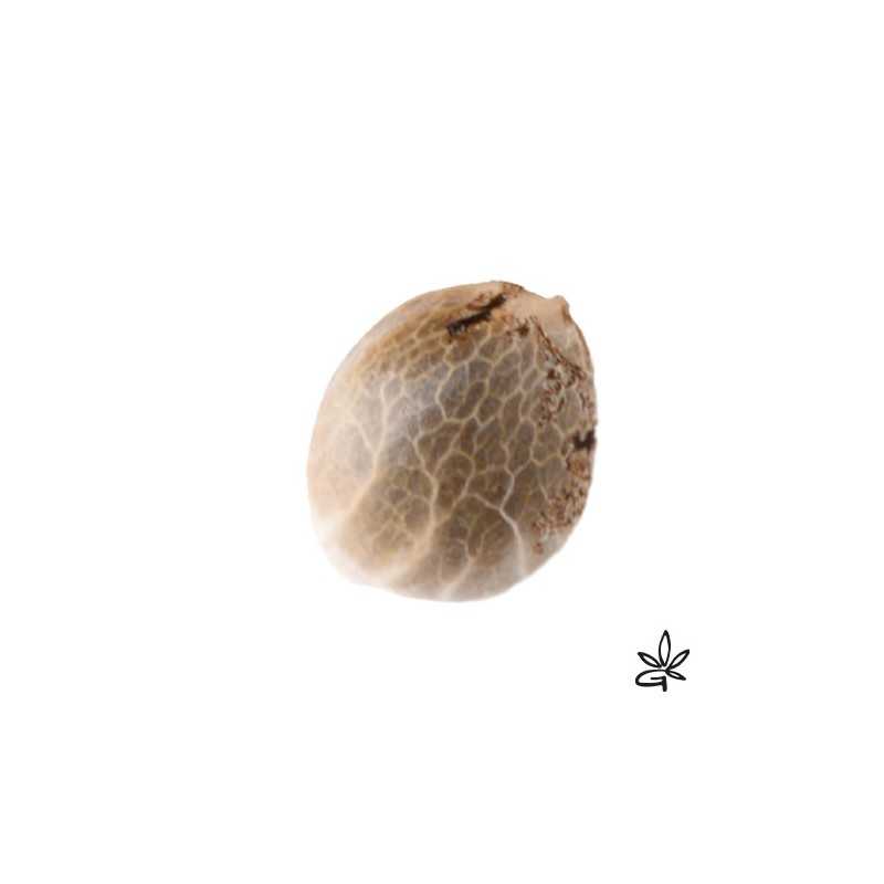 Nuttea haze X5 - French Touch Seed