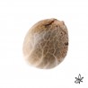 Nuttea haze X5 - French Touch Seed