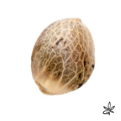  Auto Guillotine X5 -...