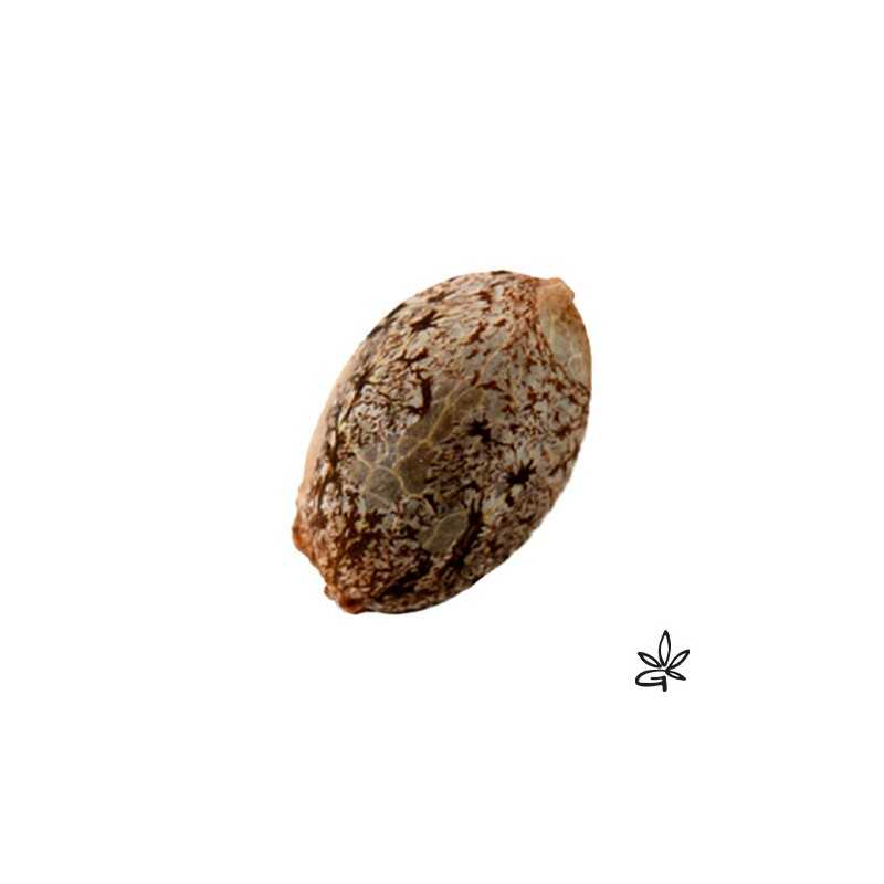 Kikiriki X6 - French Touch Seed