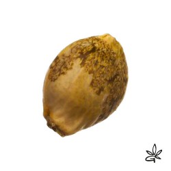 French macaron X6 +1 - Thseeds