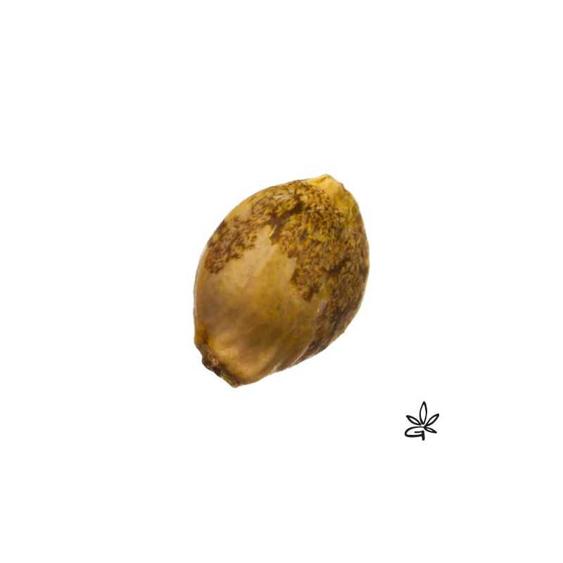 French macaron X6 +1 - Thseeds