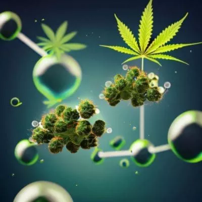 CBD - Mix Fleur de CBD - Fleur de CBD